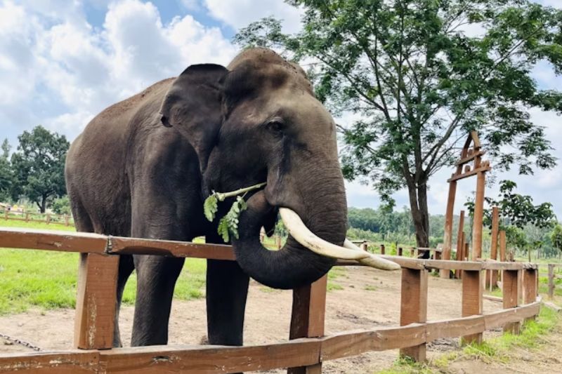 Elephant Fun